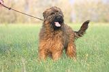 BRIARD 305